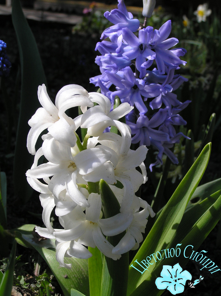 Гиацинты, первоцветы сада