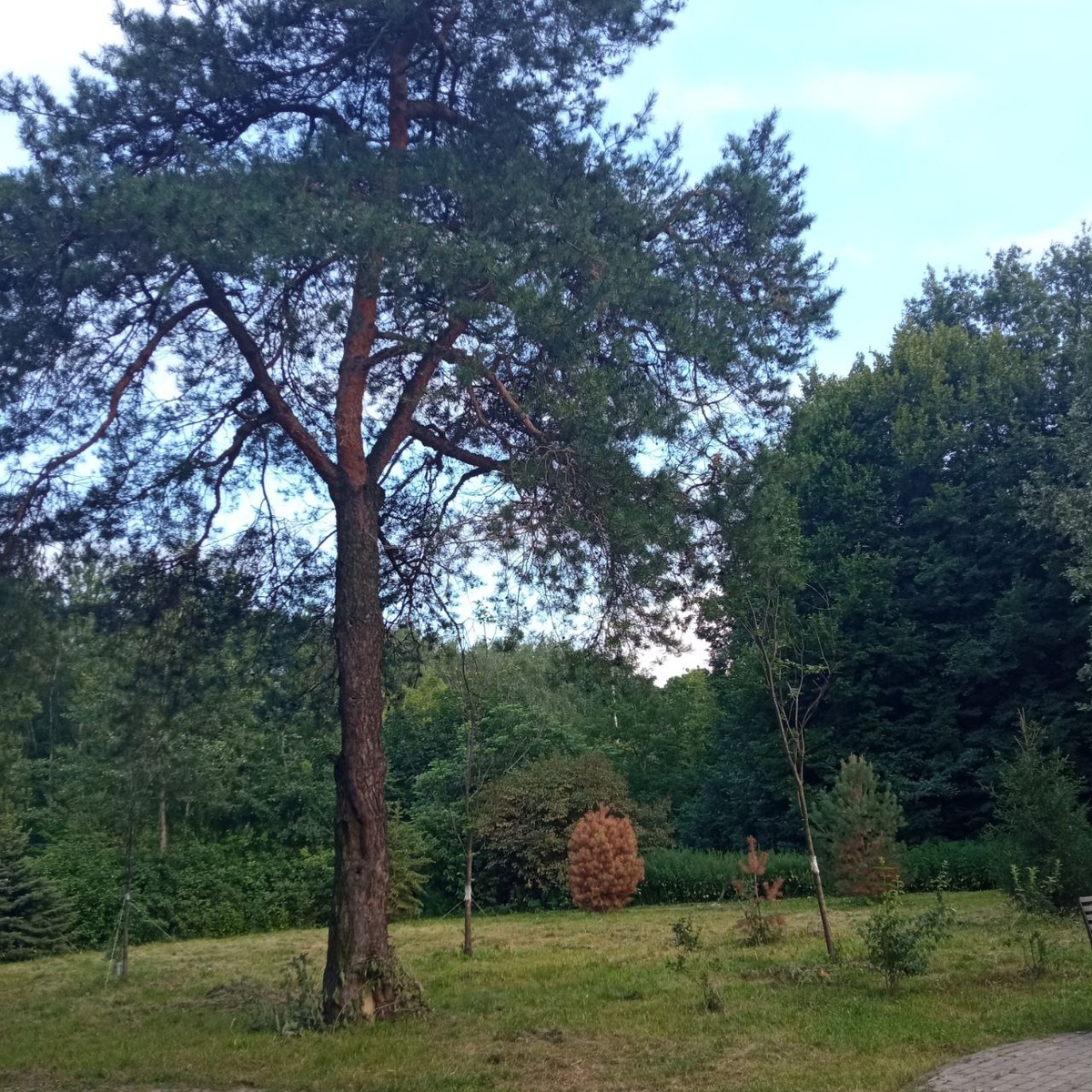 Берег леса в Москве)