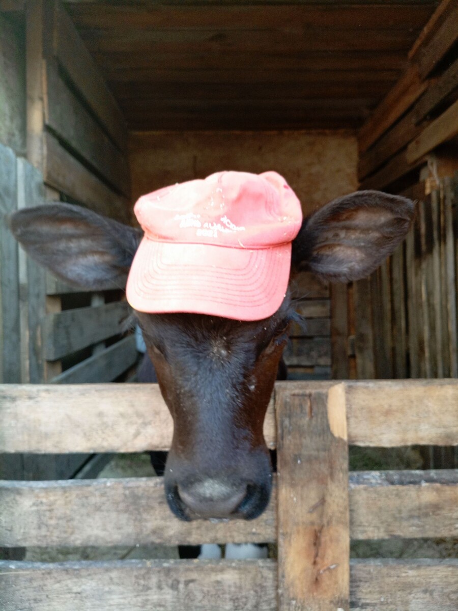 Фото из архива нашего лпх. Майка.