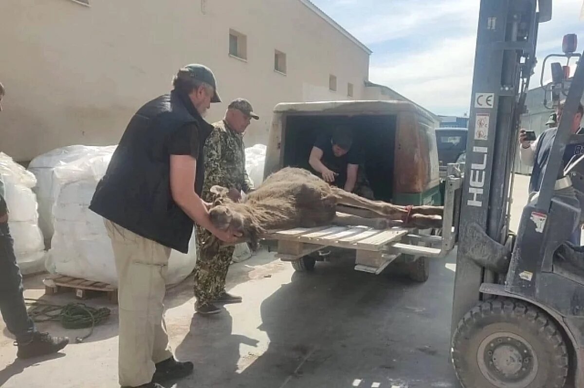    Спасатели Уфы рассказали, как обрабатывают сообщения о лосях в городе