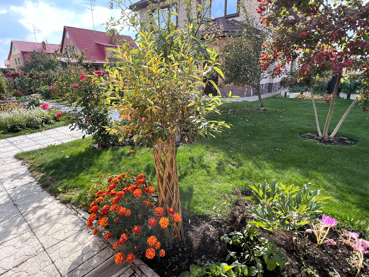 Плетеная ива. Фото автора канала Дом с кипарисами