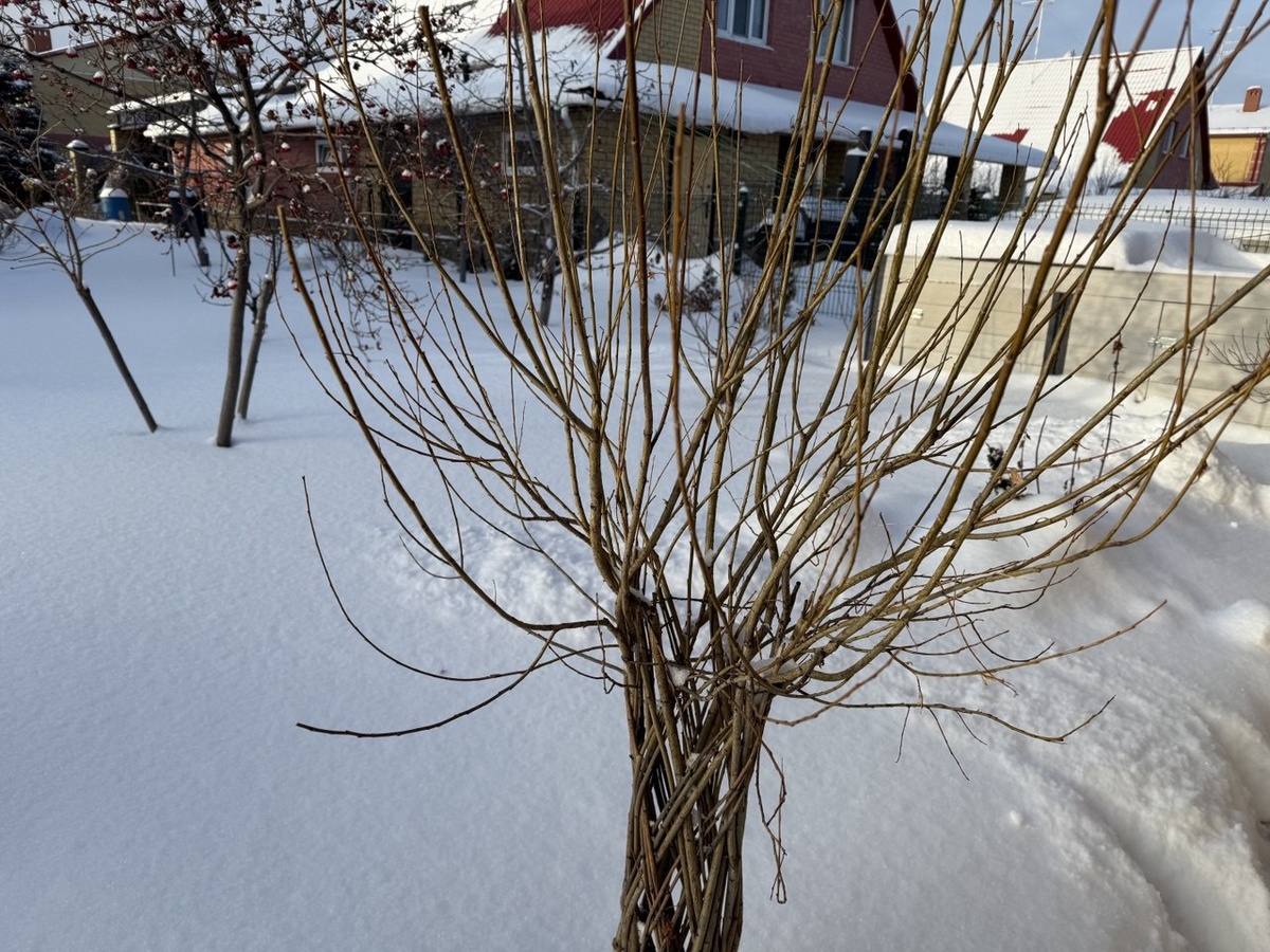 Плетеная ива. Фото автора канала Дом с кипарисами