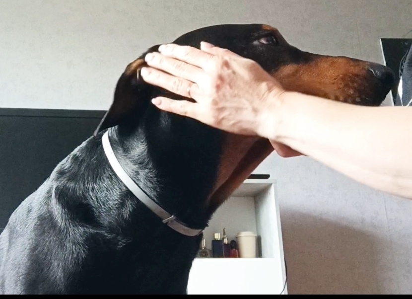 Доберман Лорик