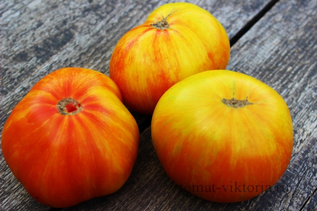 Германский полосатый