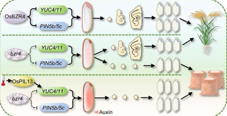    Фото: Chinese Academy of Sciences