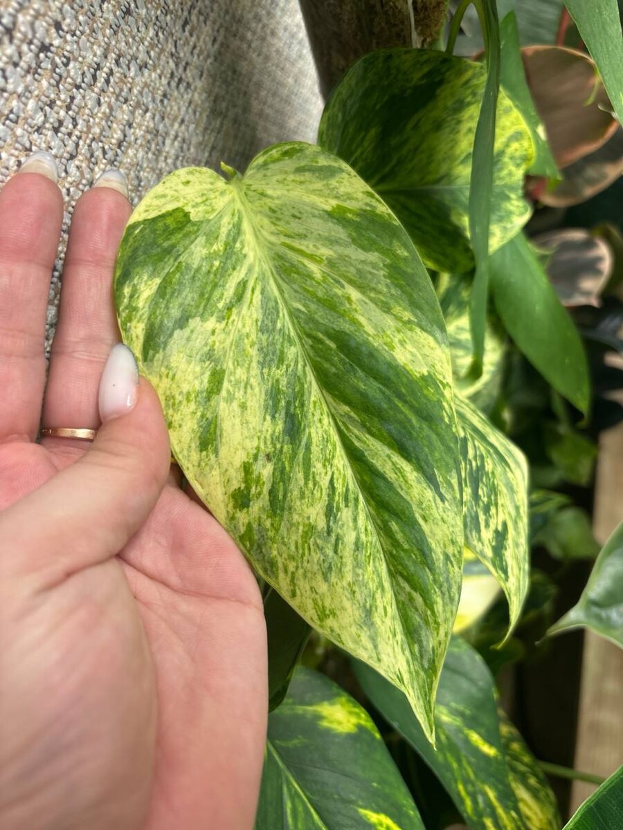 Сциндапсус Марбл Квин.