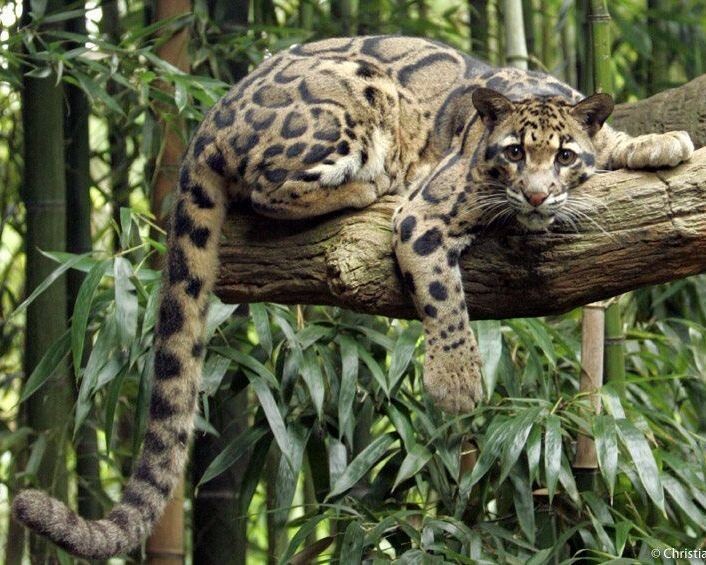 Дымчатый леопард. Фото: https://ru.pinterest.com/pin/633389135132265549/