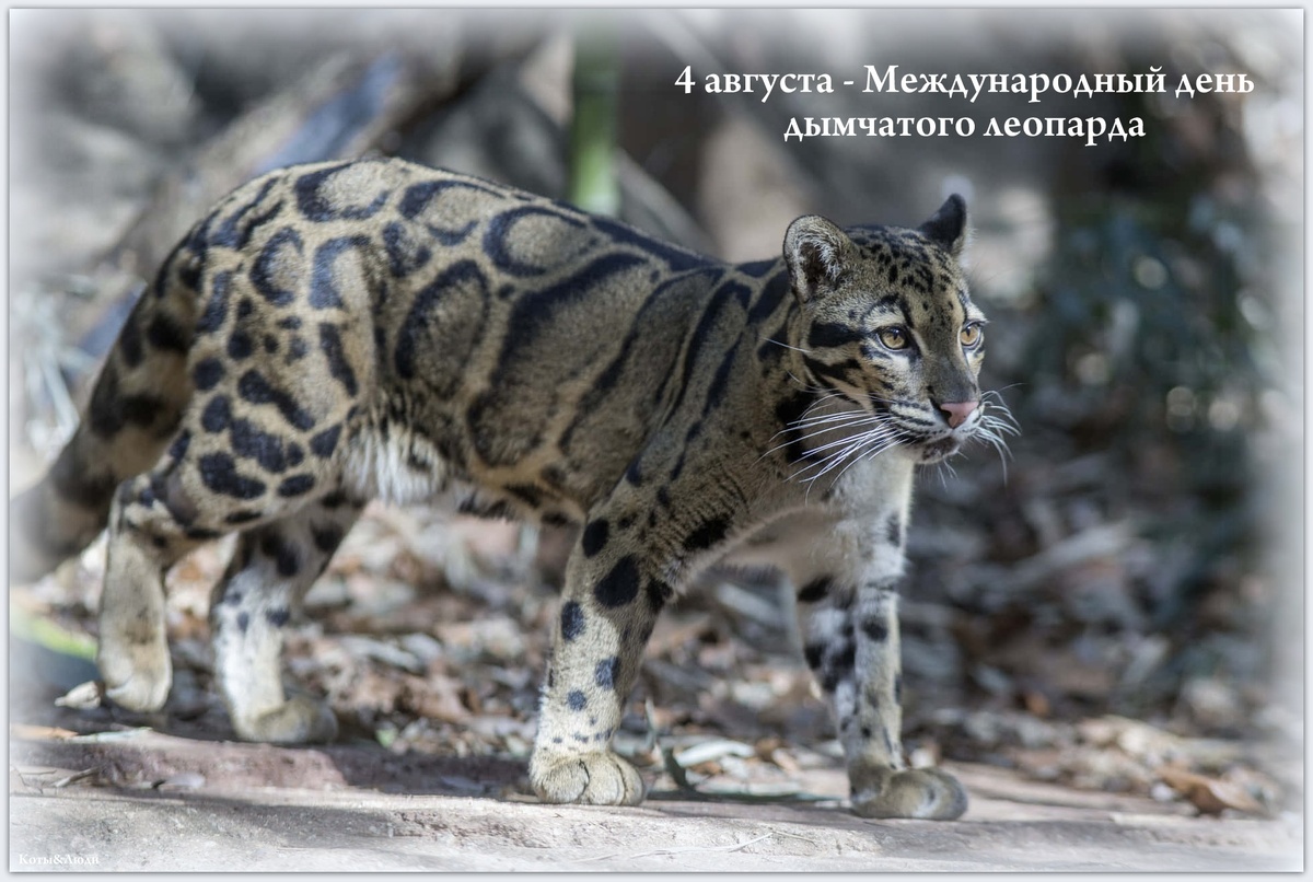 Коллаж автора. Источник фото: wallpapers.com