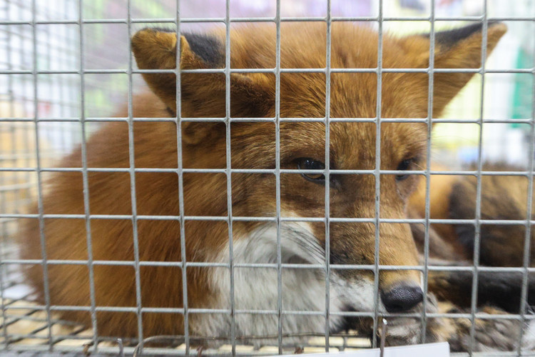    С начала 2025-го в разных районах РТ карантин по бешенству вводили уже 7 раз, тогда как в 2023–2024 годах заболевание в регионе отсутствовало.   
Фото: «БИЗНЕС Online»