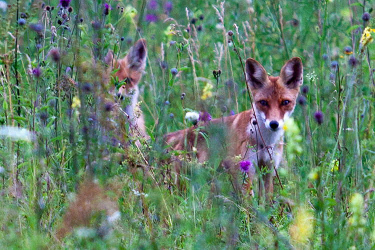    По новым правилам, госкомитет РТ по биоресурсам может вести отстрел лис только при установлении у них болезни.   
Фото: «БИЗНЕС Online»