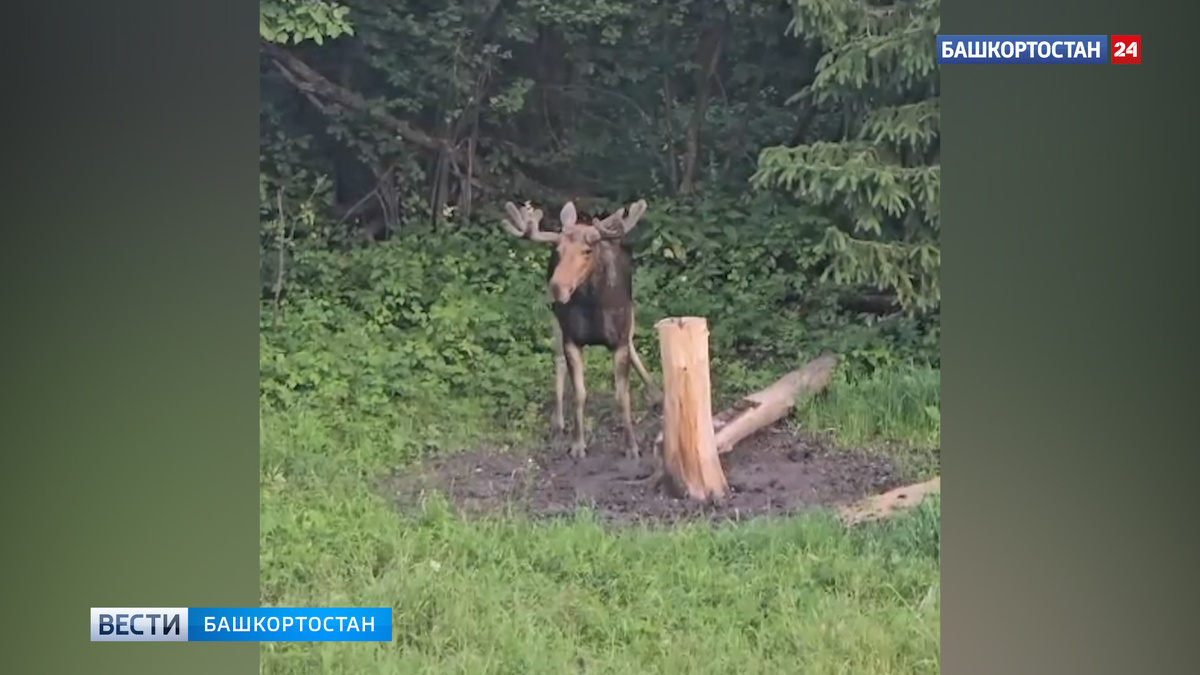    В Башкортостане фотоловушка засняла выход лося к кормовой площадке