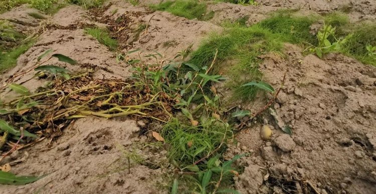    Фото: Лукьянов Дмитрий, AgroXXI.ru