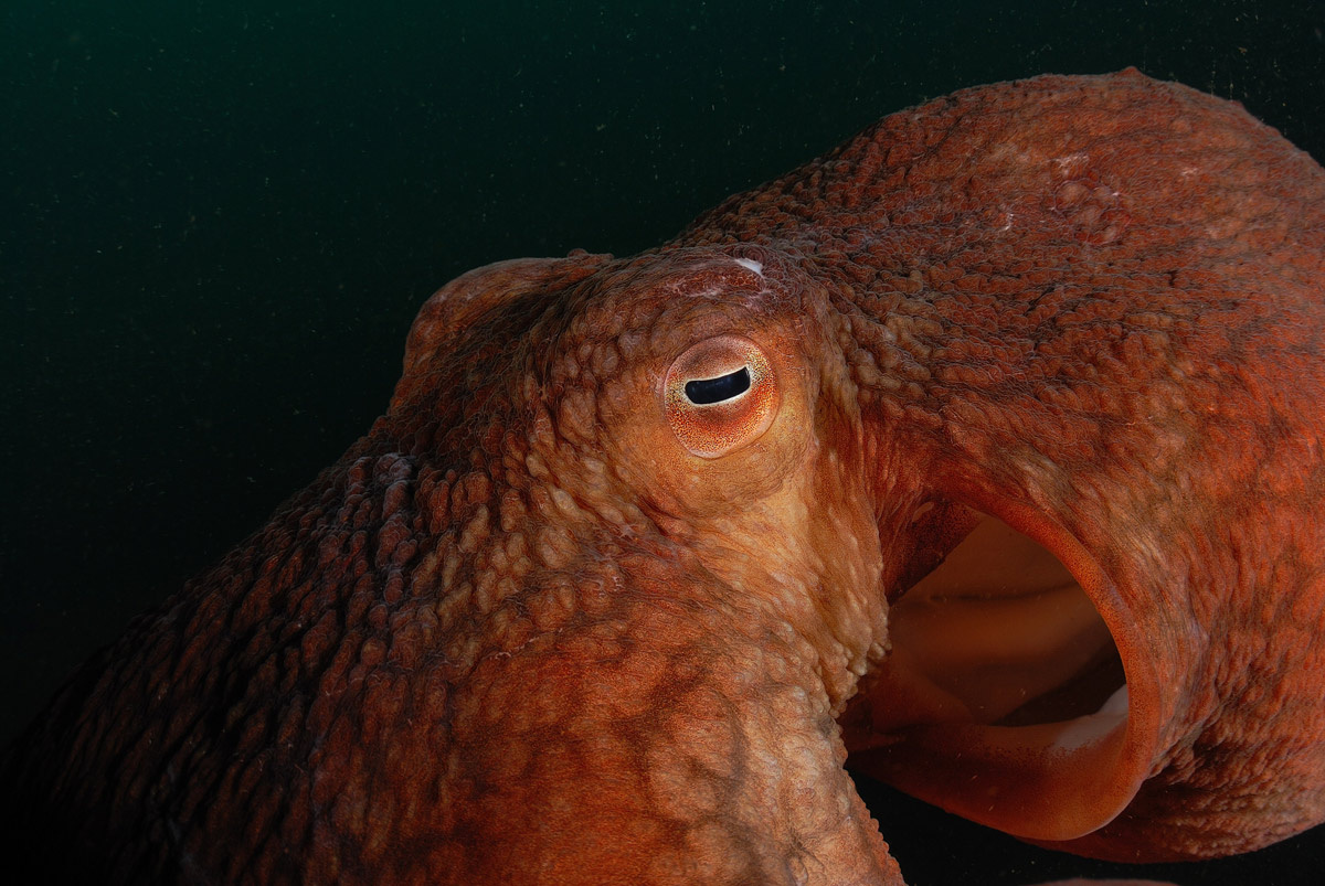 Глаз осьминога