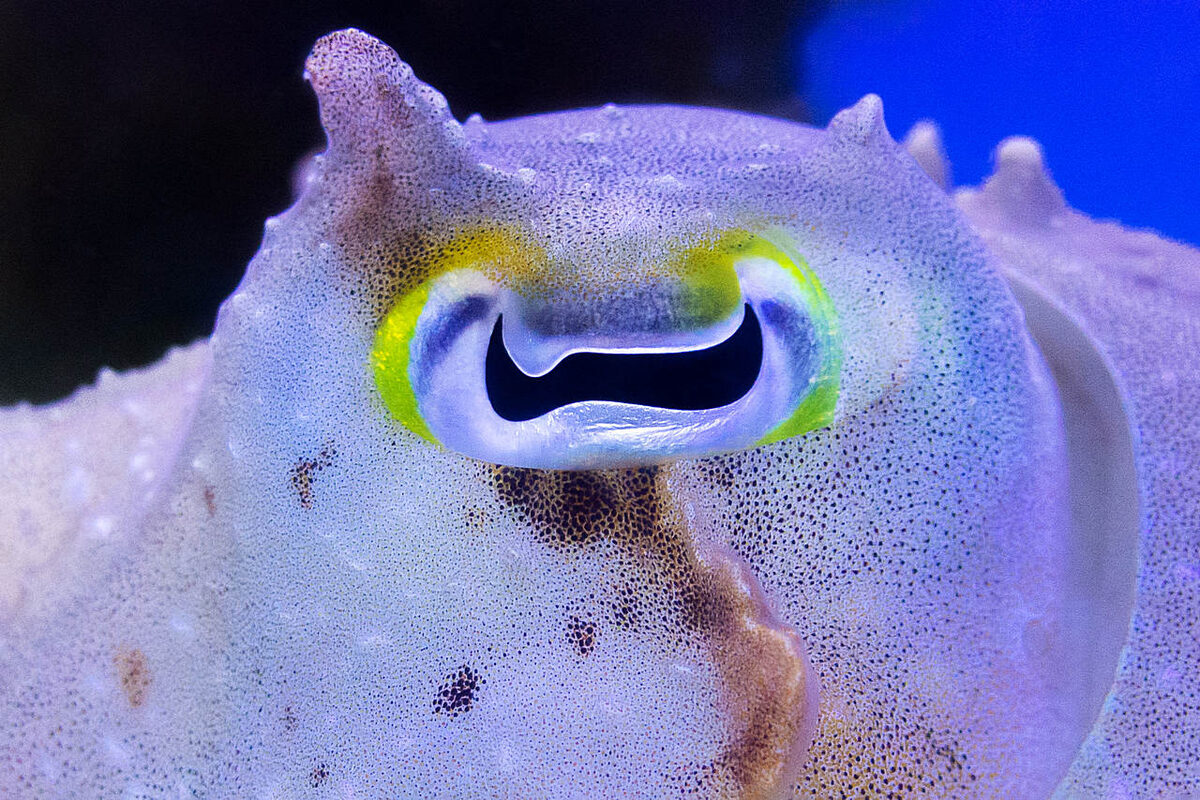 Глаз каракатицы 