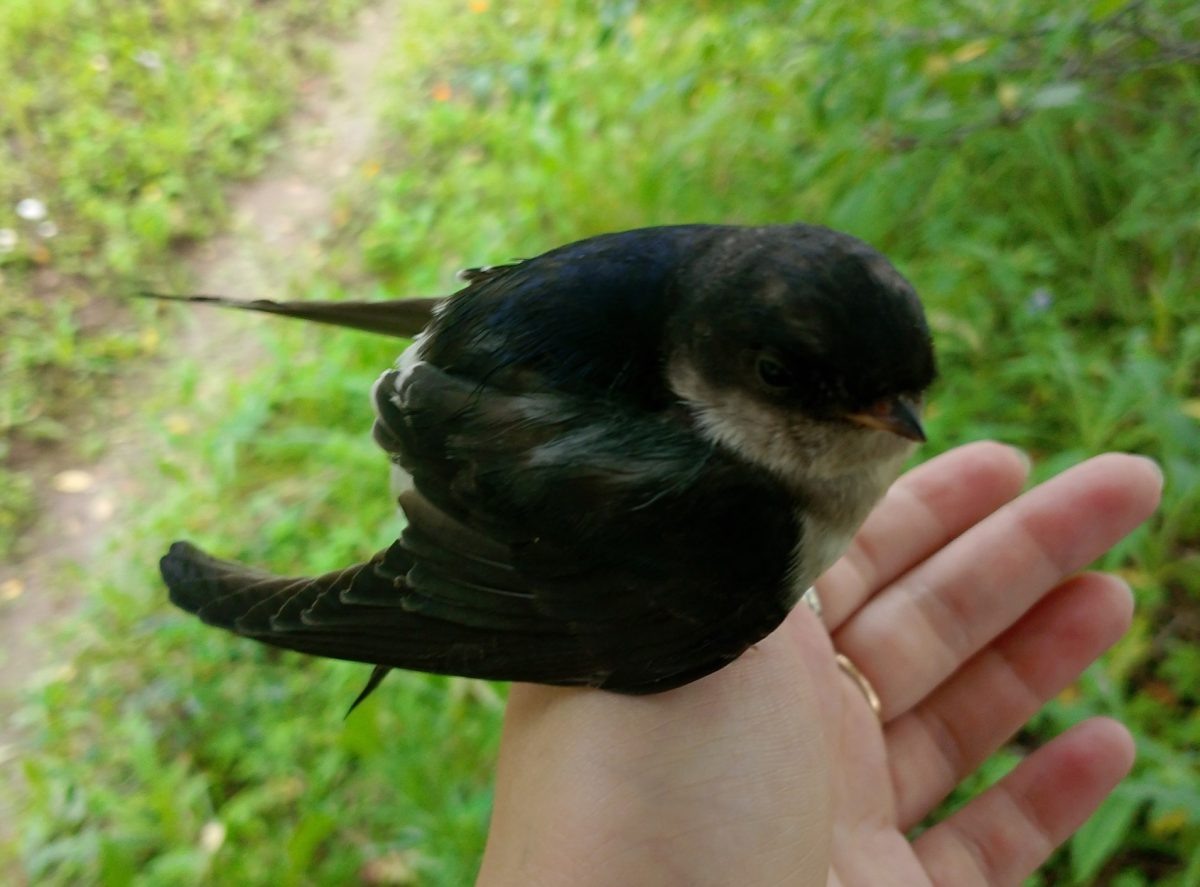    У птенца сломано крыло