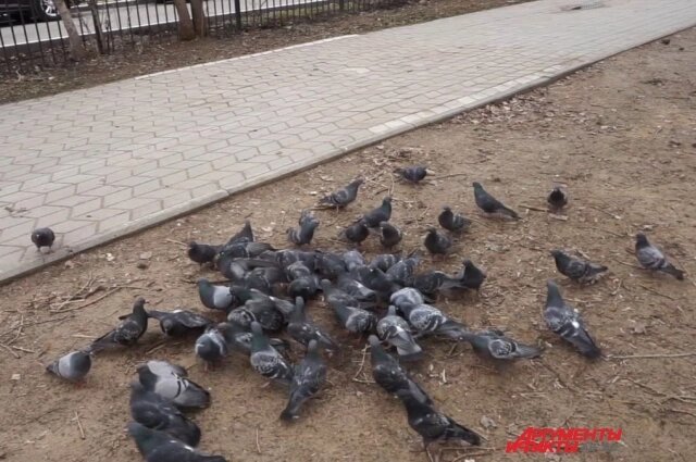    Фото: АиФ/ Александр Тепикин