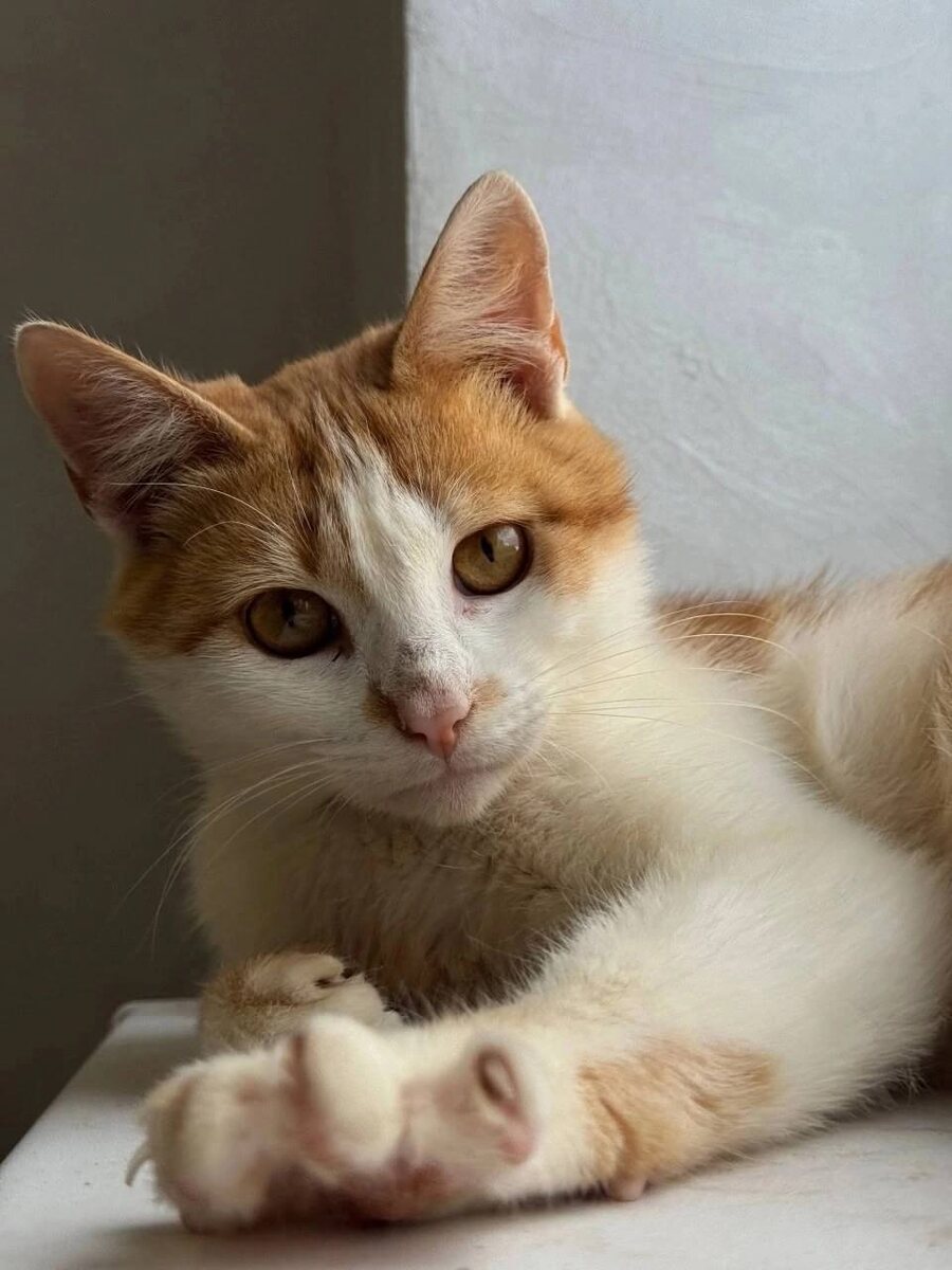 Золотые глаза, золотая шерсть, золотой характер. Фото из архива автора