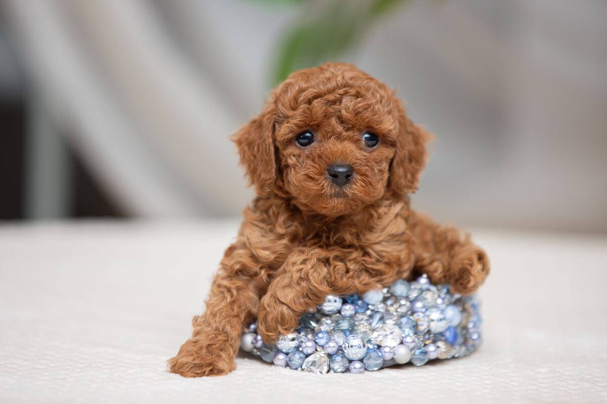 Малыш Персик прислушивается к своему будущему имени.