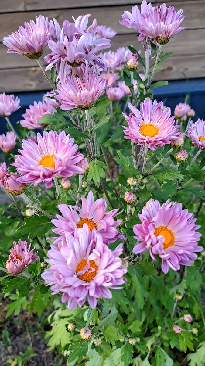 Хризантема вся в цвету. В этом году они все раньше цветут- другая только собирается,  третья- в бутонах еще, но цвет не набрала. А ведь ещё только начало августа,  наверное сказалась погода (фото автора)