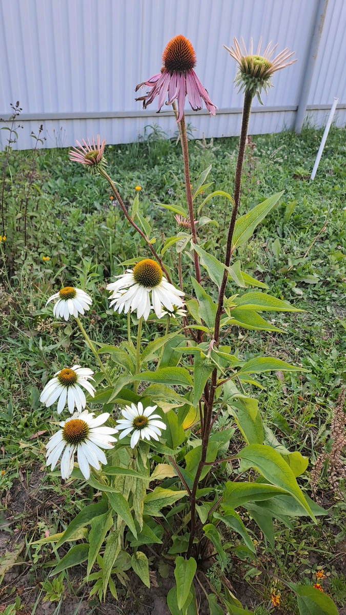Немного эхинацей😁 какие то отцветают, а какие-то- только только собираются