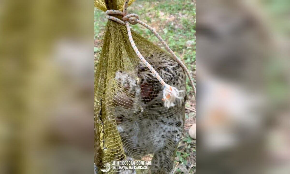    Скриншот видео t.me/leopardcenter