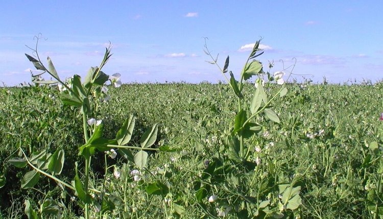    Фото: Медведева Анна, AgroXXI.ru