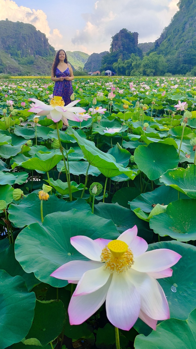 Лотосовое поле в Ниньбине, Вьетнам
