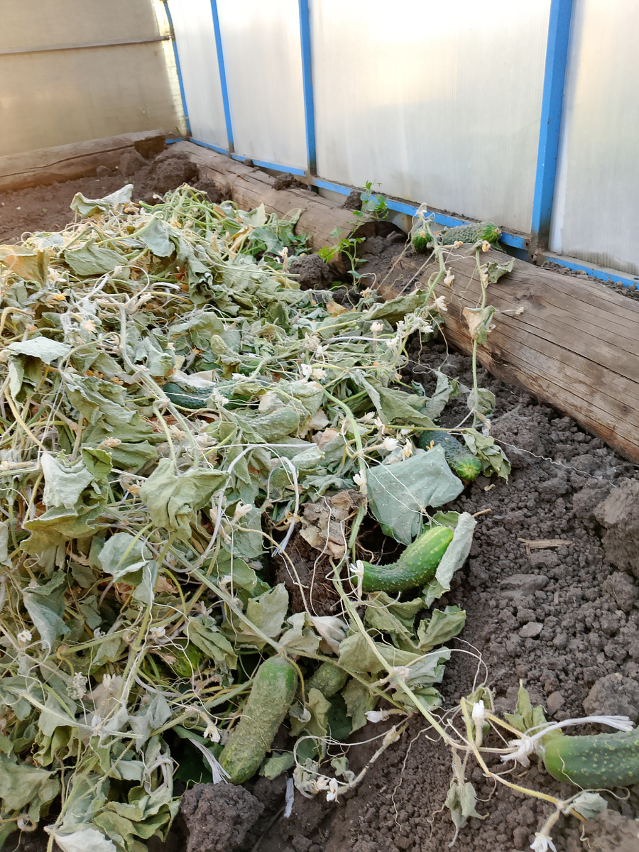 Вот так выглядит огурцы