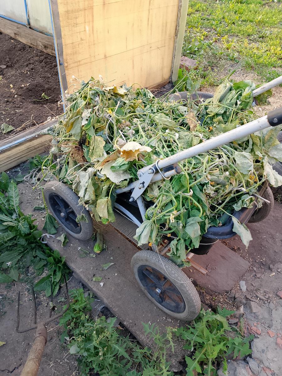 Огурцы в навозную кучу