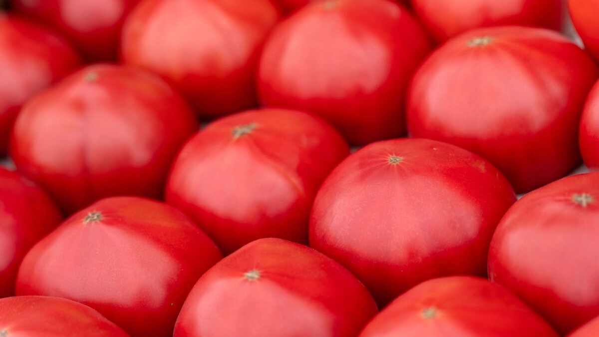    Фото: Сергей Зубков/«Ямал-Медиа»