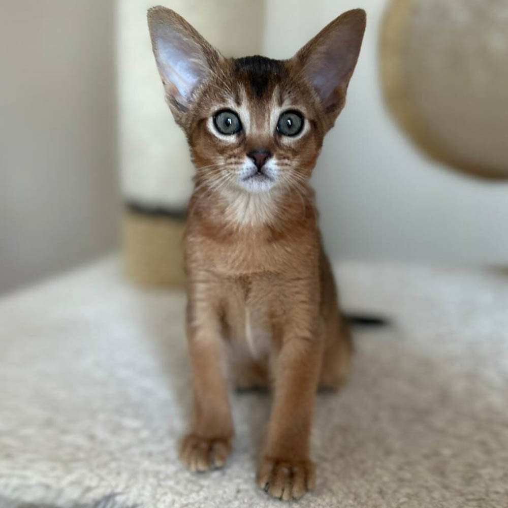 Малыш Анубис познает мир.