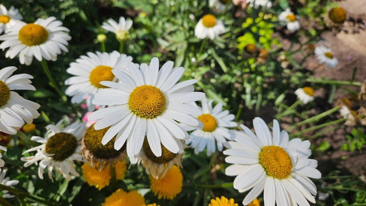 Ромашек у нас на участке, кстати, тоже до сих пор нет, хотя очень даже хочется 