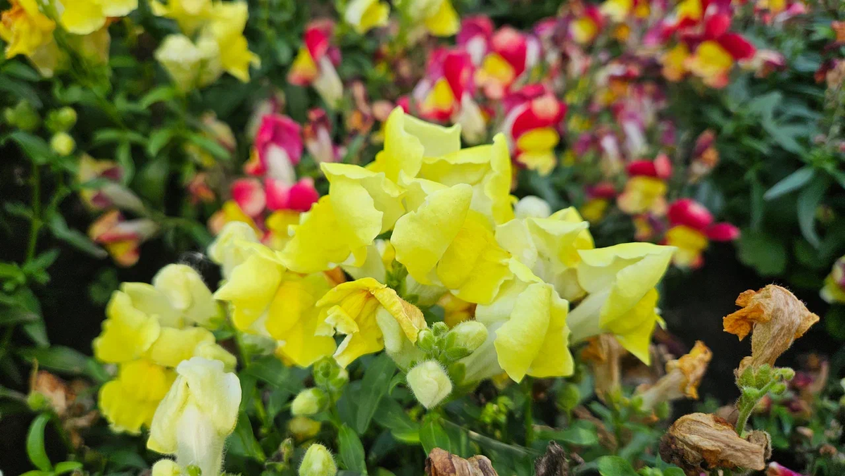 Ну красивый же?