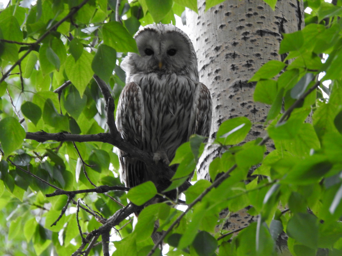 Длиннохвостая неясыть, июнь, фото автора