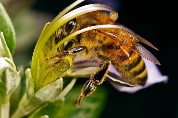 Для получения одного килограмма меда, пчелы должны сделать до 4 500 вылетов и взять нектар с 6-10 млн цветков