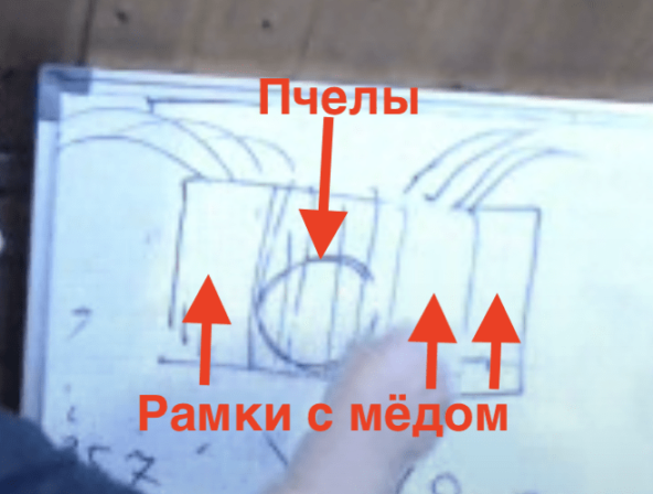 То есть пока я отбирал мед, пчелы были совершенно спокойны.