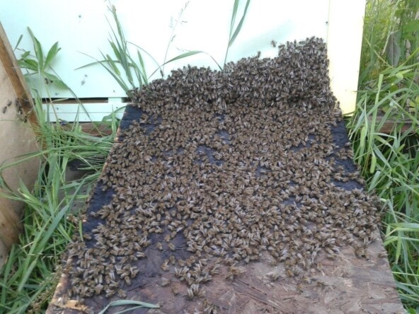 Рой заселяется. Среднерусская пчела довольно агрессивная, готова тебя сожрать даже просто за то, что ты сидишь на ее пасеке.