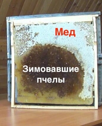 В русских ульях-лежаках рамка – 460 мм и пчелы в большой рамке сами складывают мед над головой, и пчеловоду не надо вмешиваться, чтобы докормить пчел.