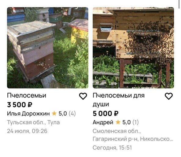 Взять пчелосемью сегодня можно хоть на Авито
