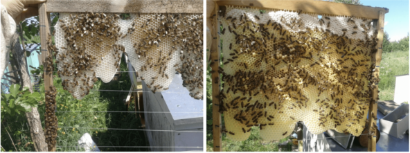 Красиво, но так пчелы работают очень долго