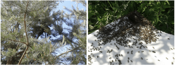 Слева – рой на сосне, справа – снимаем рой с дерева