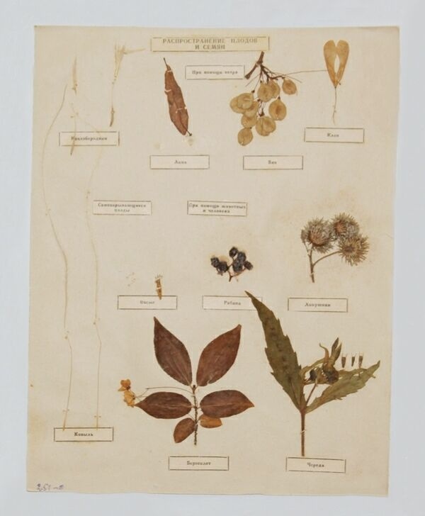 Распространение плодов и семян. При помощи ветра: козлобородник, липа, вяз, клен. Самозарывающиеся: ковыль, овсюг. При помощи животных и человека: рябина, лопушник, бересклет, череда. Гербарий морфологический. 1947 год. Белгородский государственный историко-краеведческий музей
