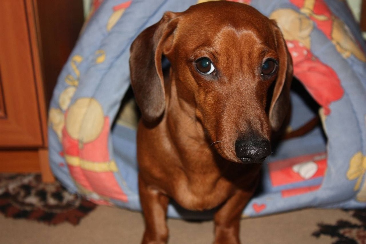 Сосиска на заслуженном отдыхе.