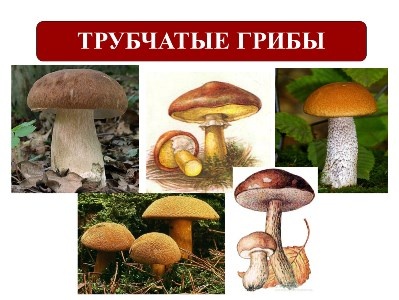 Всё о ГРИБАХ - Трубчатые грибы, съедобные. Как приготовить. Часть 2