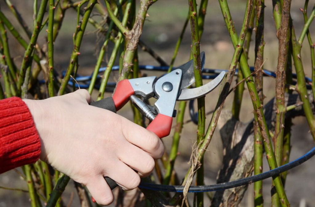 Грамотная обрезка розы осенью очень важна для её хорошего здоровья в будущем сезоне