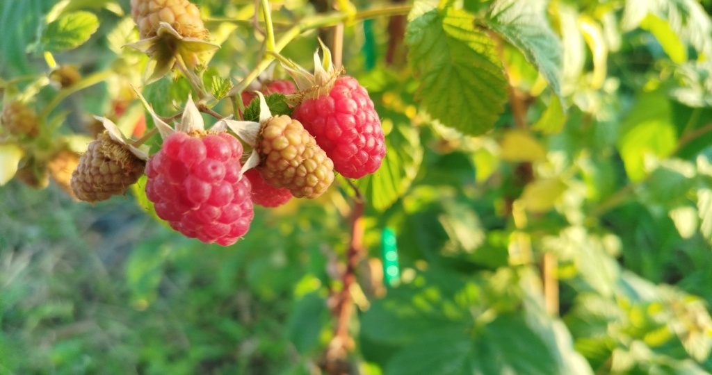 Что посадить рядом с малиной: хорошие и плохие соседи