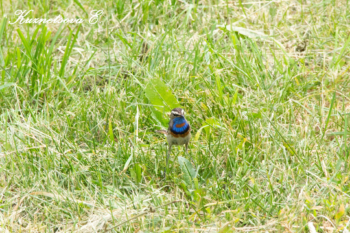 Варакушка. Автор: Кузнецова Эльза.