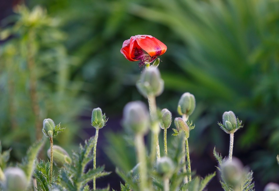 фото: Евгения Гловацкая/ АиФ-Новосибирск