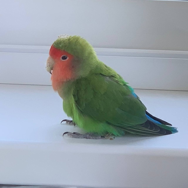    Попугаев-неразлучников выбросили в Петрозаводске«СОФИ! Поиск домашних животных Петрозаводск» / VK