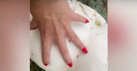     На юге Красноярского края нашли огромные грибы